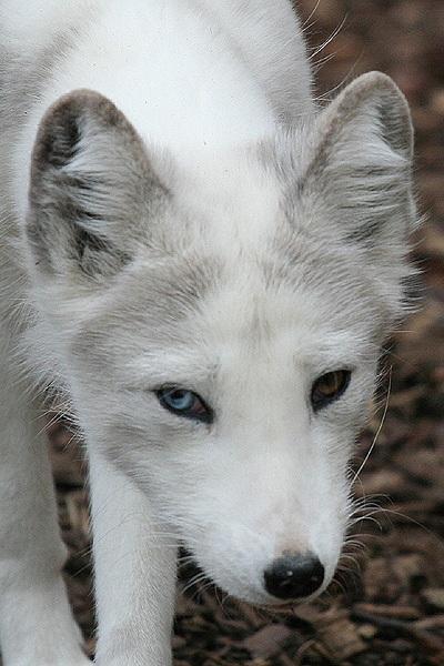 Arctic Wolf