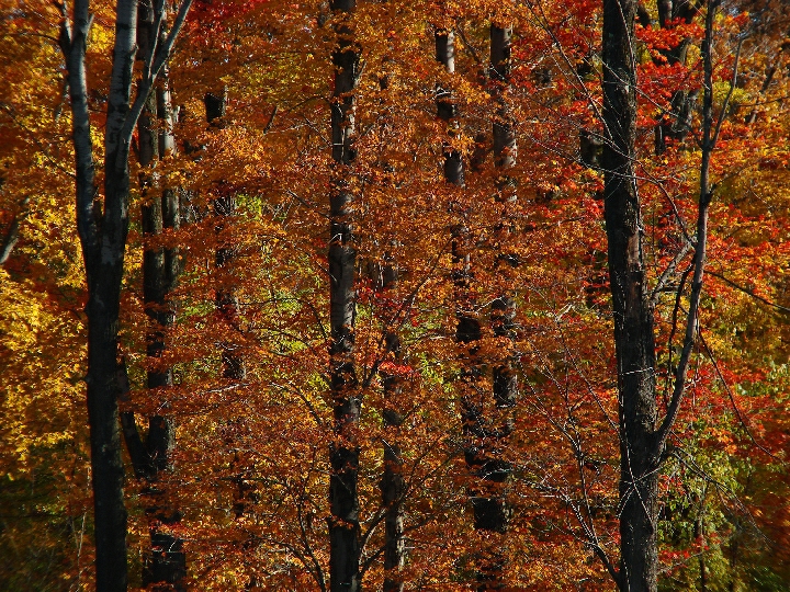 North Chagrin Metro Park Cleveland Ohio
