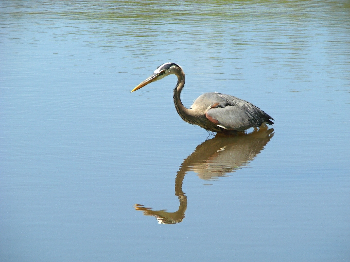Great Blue Reflecting