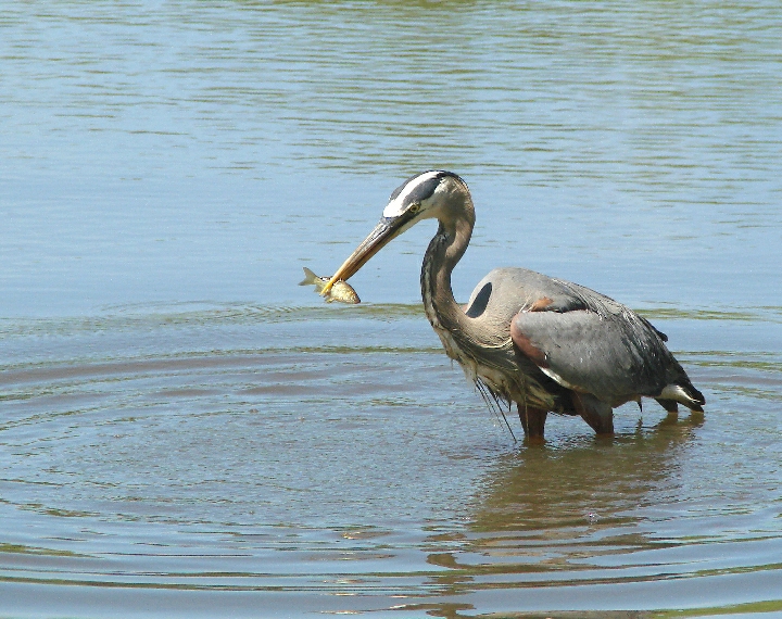 Great Blue Heron with next meal 2