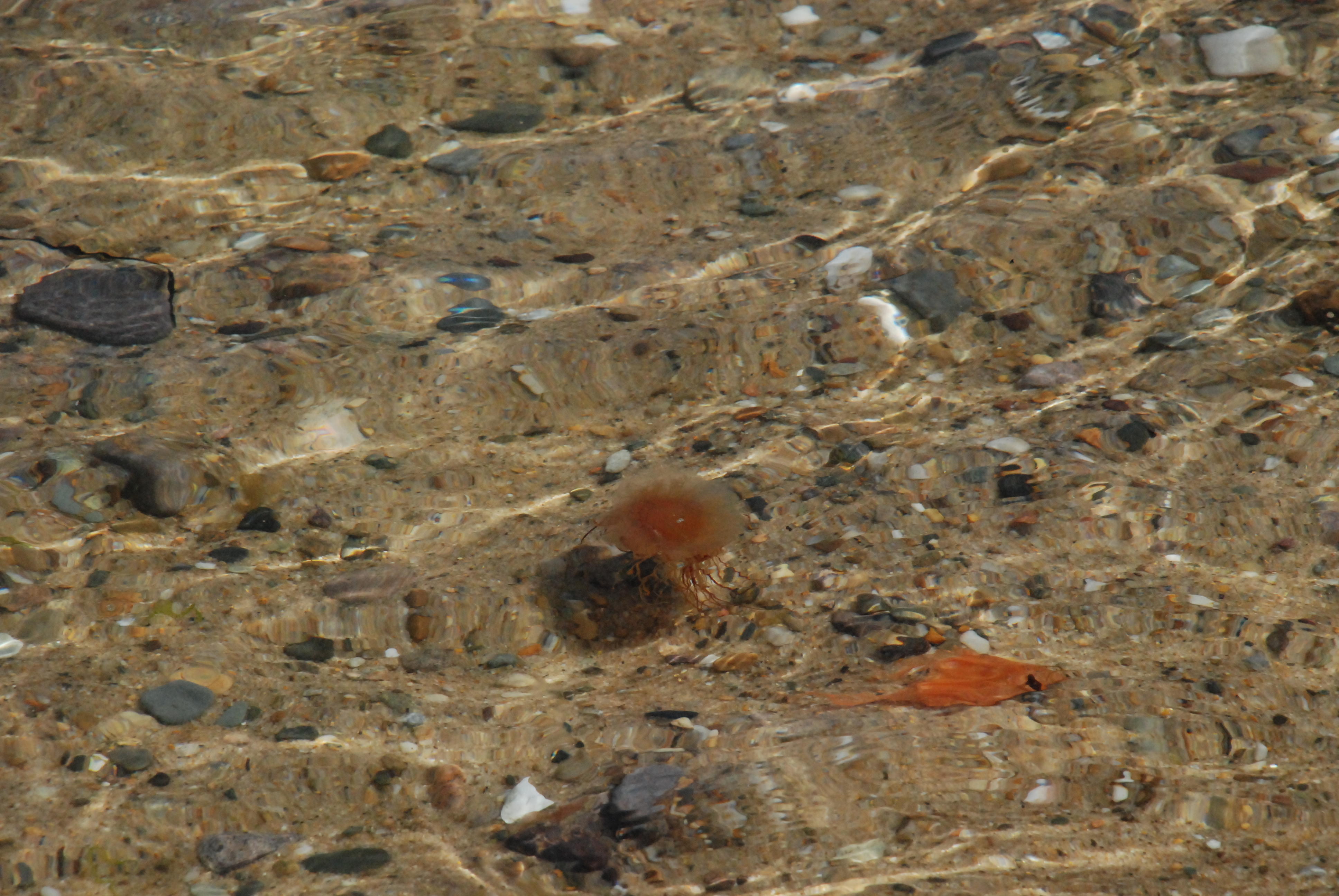 Jellyfish