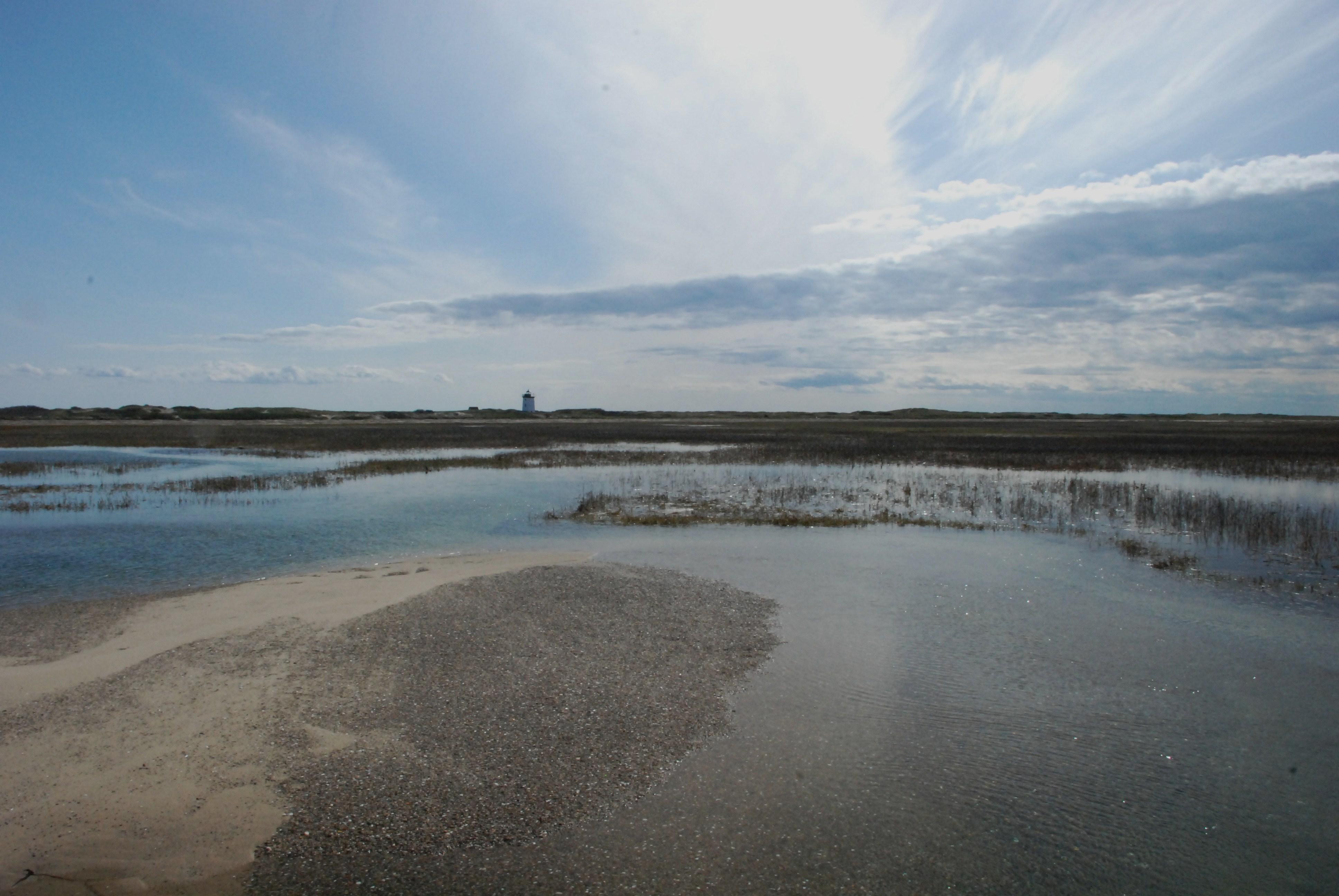 Salt Marsh
