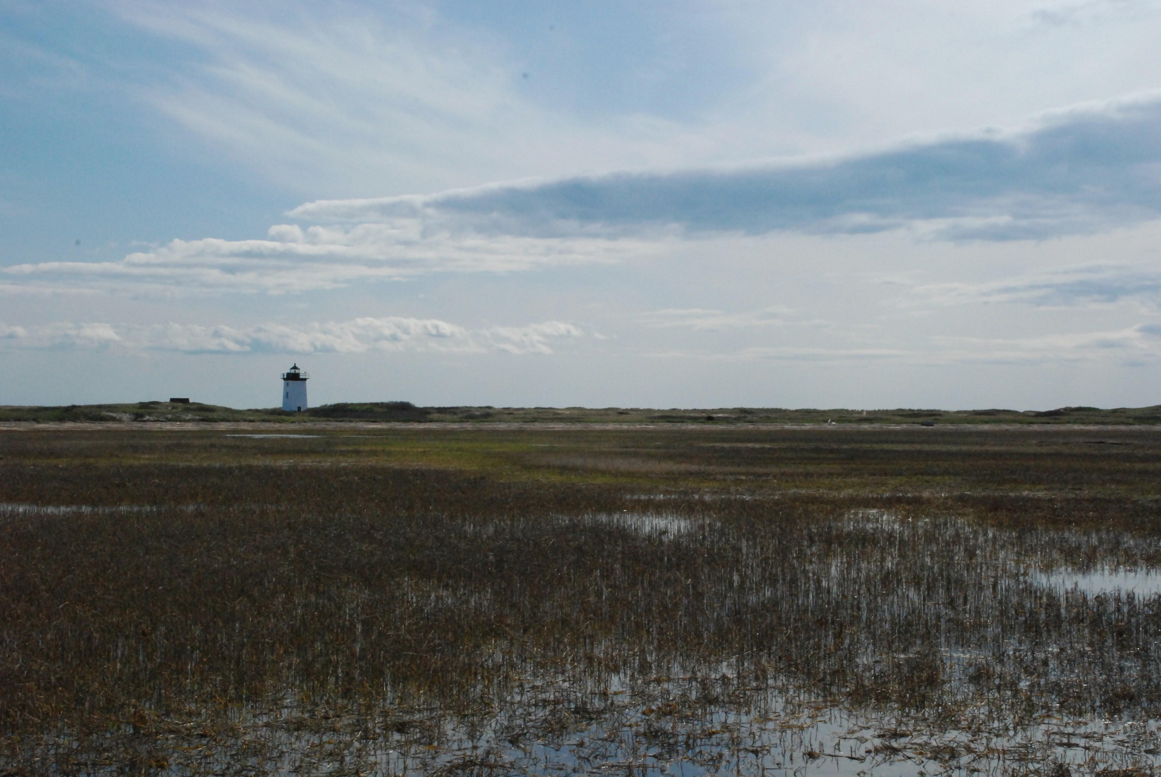 Salt Marsh