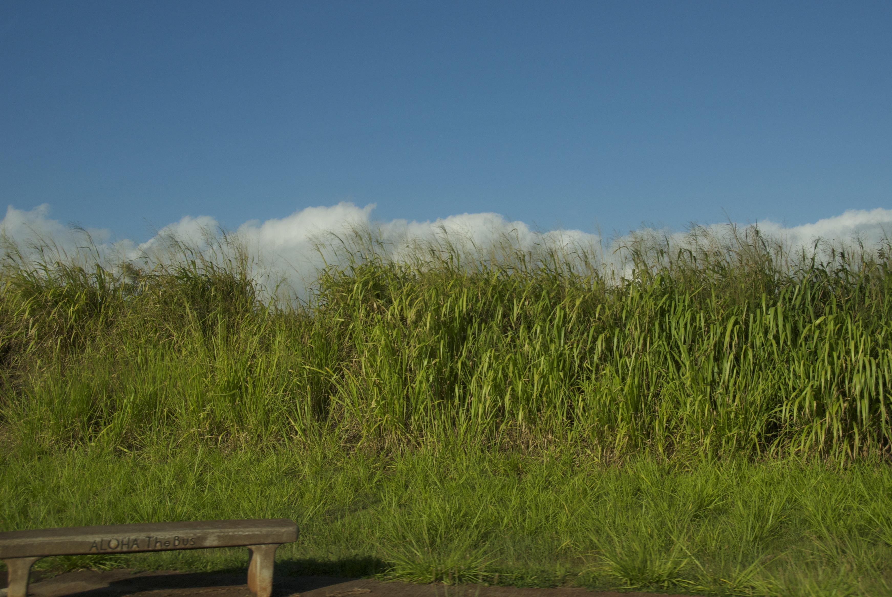 aloha bench along highway H2
