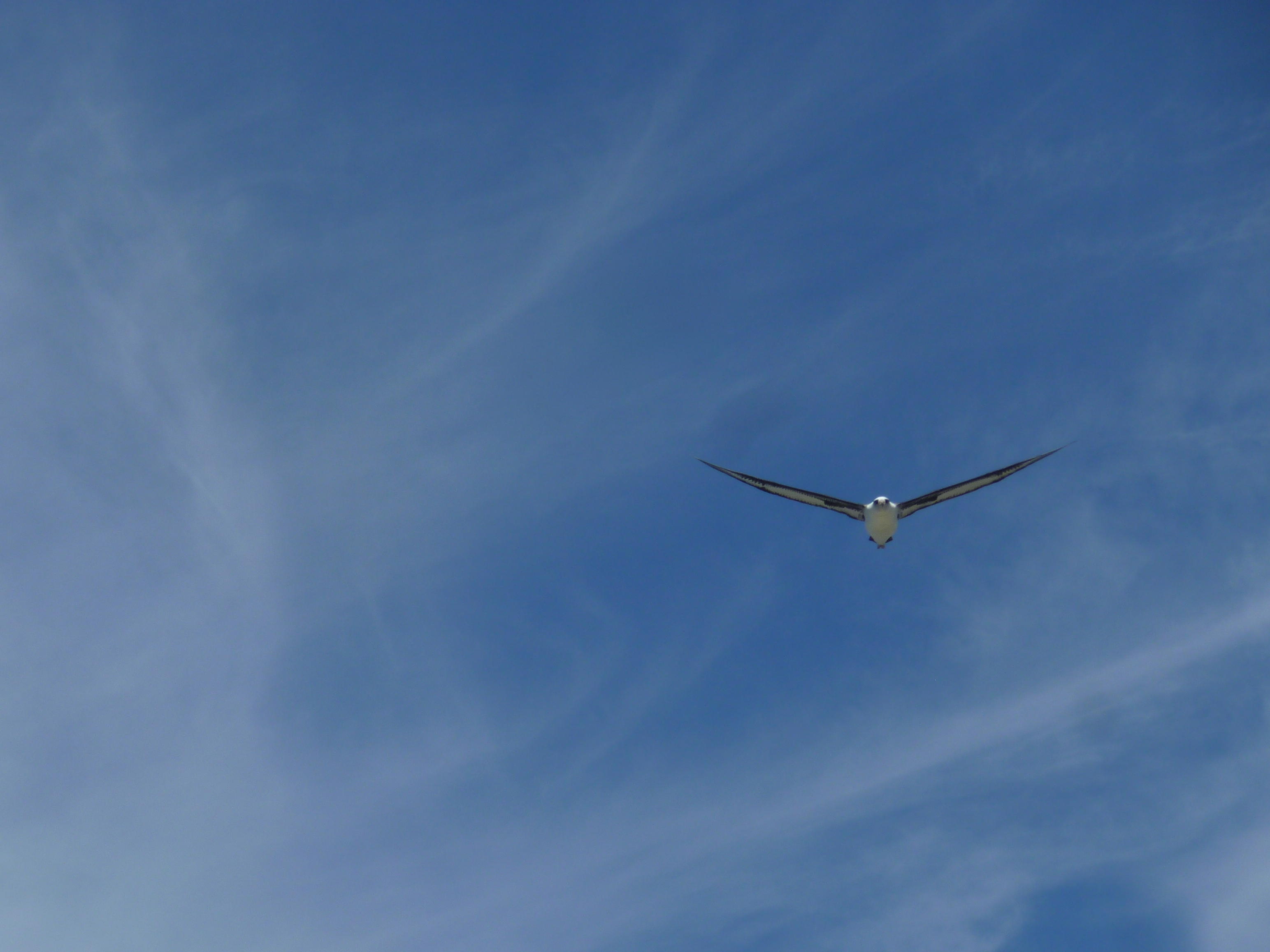 laysan albatross