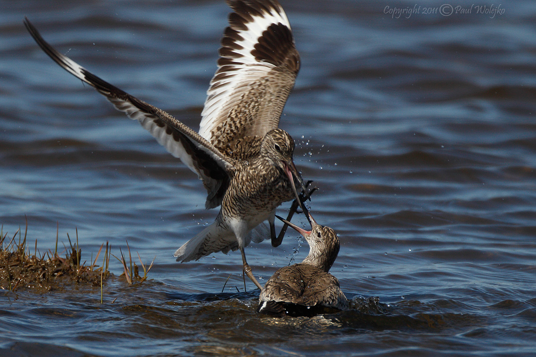Willets Fighting