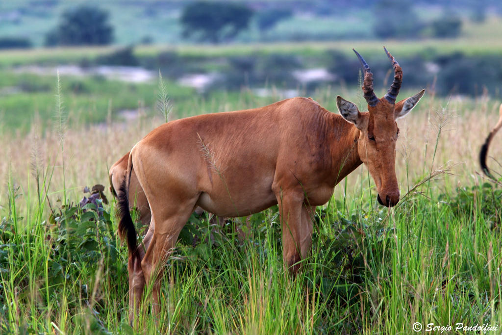 Murchison Falls Park