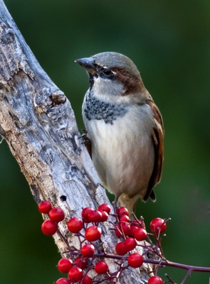 _MG_7996SparrowProfile.jpg