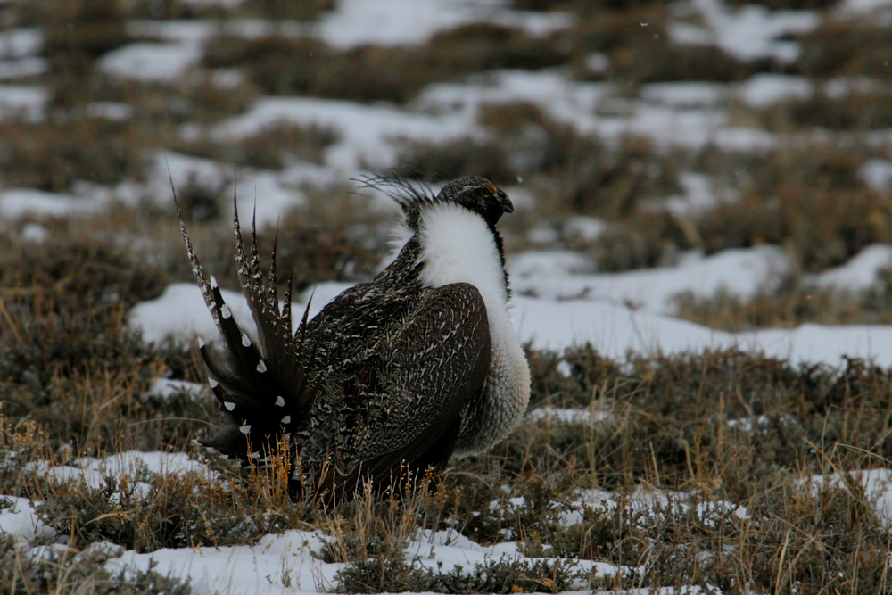 Greater Sage Grouse (Centrocernus urophasianus)
