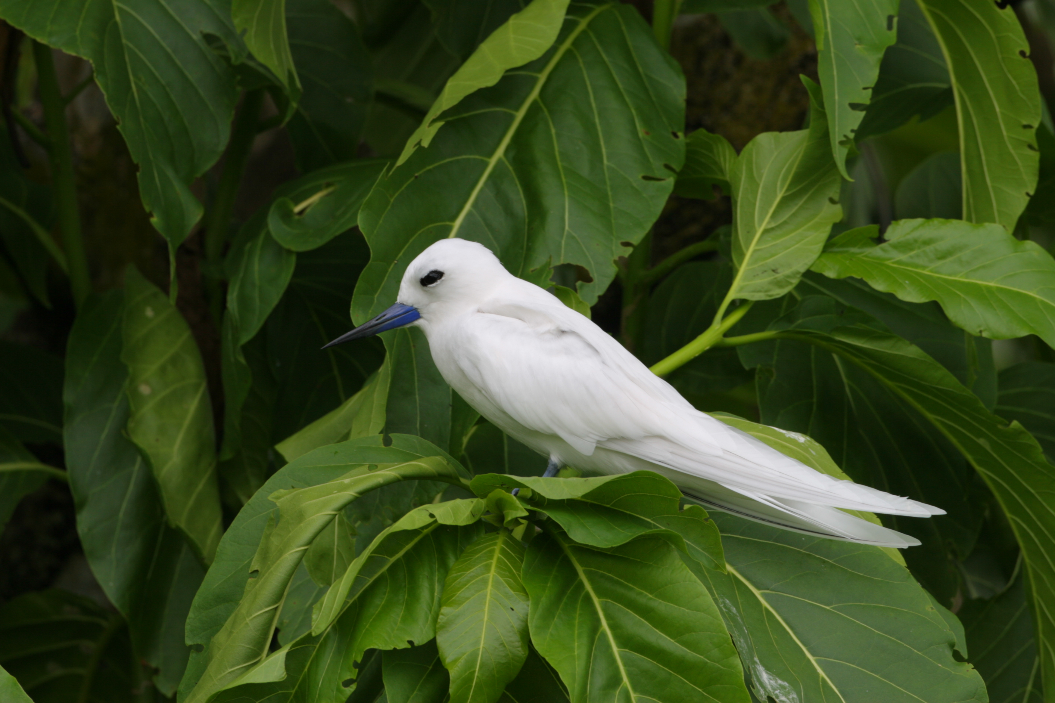 White Tern - waited 40 years to see this one!