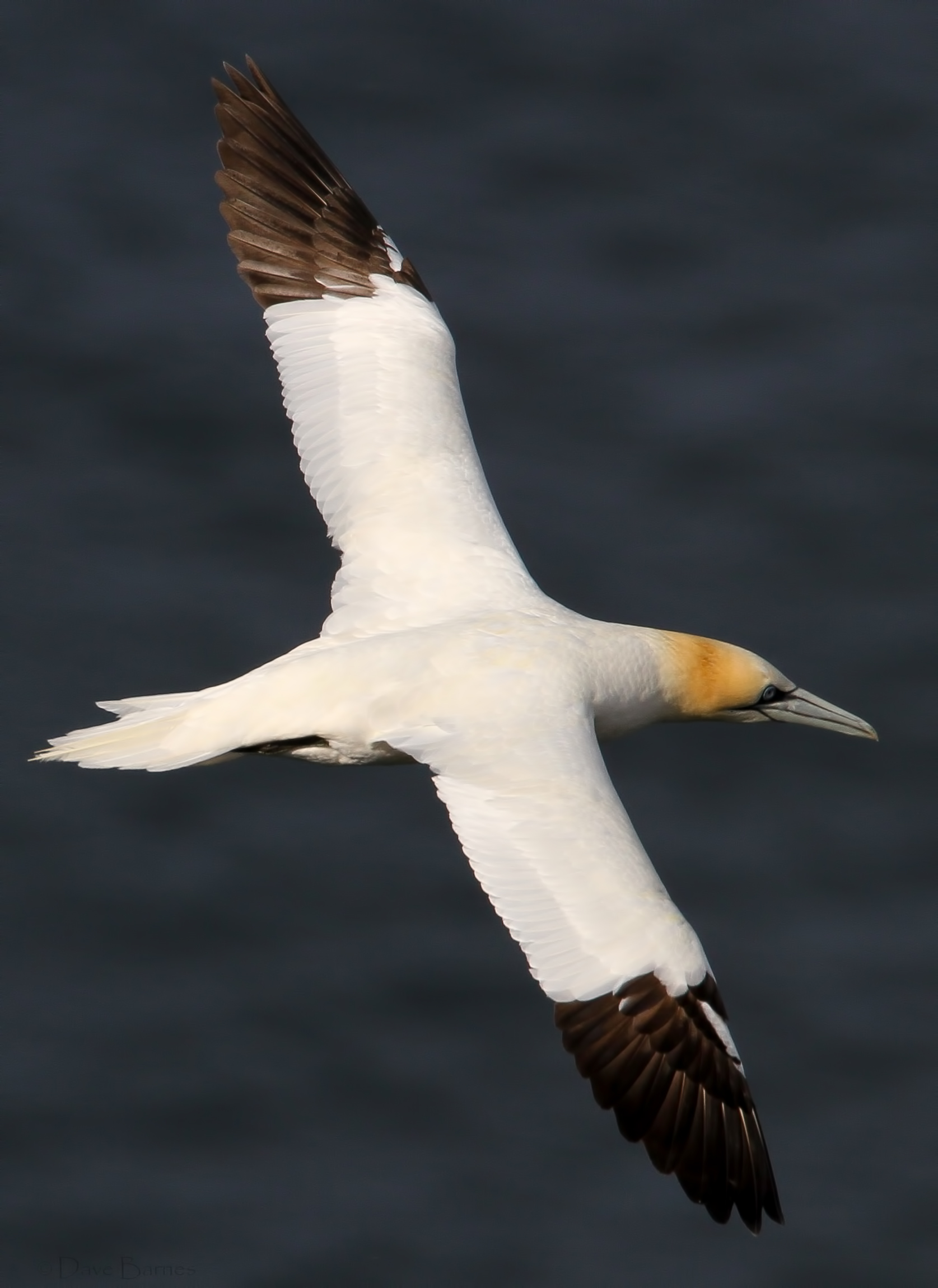 Northern Gannet (Morus bassanus)