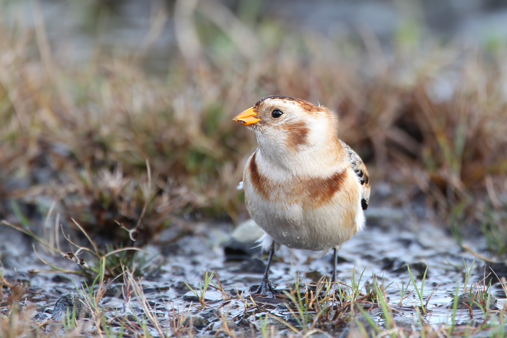 Snow Bunting (Plectrophenax nivalis)