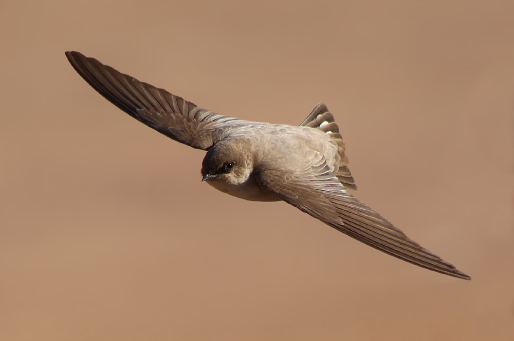 Pale Crag Martin / African Rock Martin (Ptyonoprogne fuligula obsoleta)