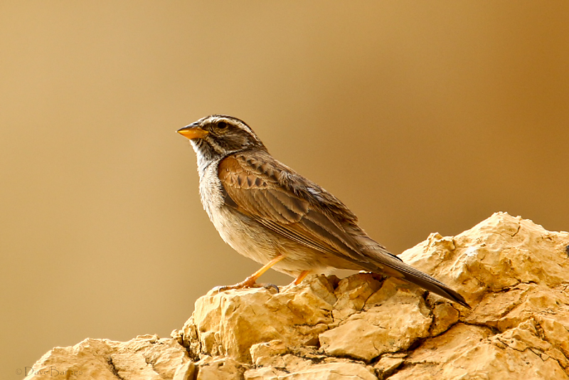 Striolated Bunting (Emberiza striolata)