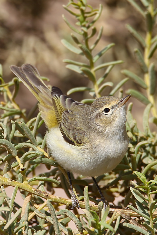 Eastern Bonellis Warbler (Phylloscopus orientalis)