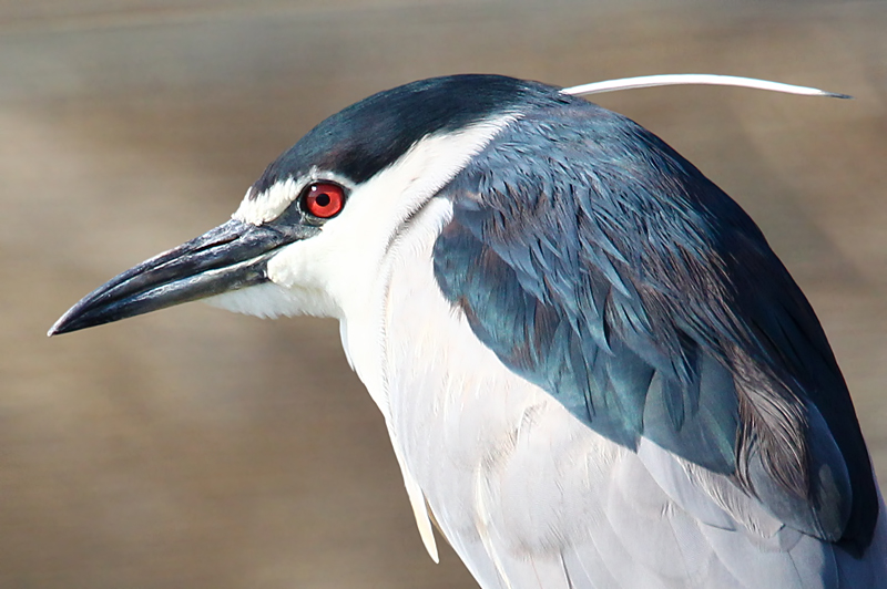 Black-crowned Night-heron (Nycticorax nycticorax)