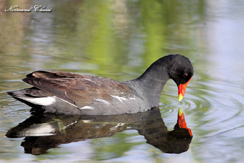 Gallinule poule deau