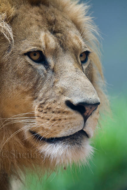 Lion three quarters portrait