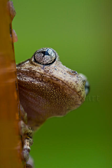 Perons tree frog