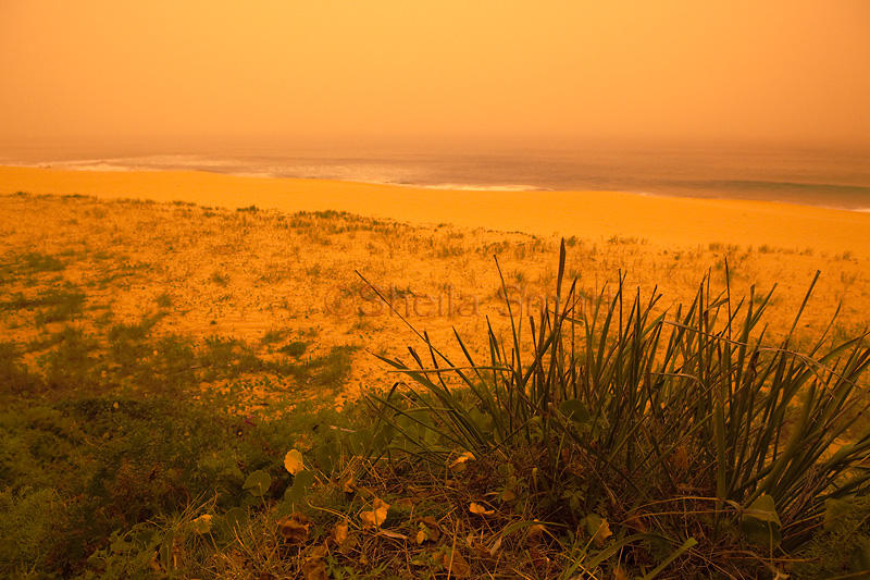 Grass at Palm Beach with dust storm