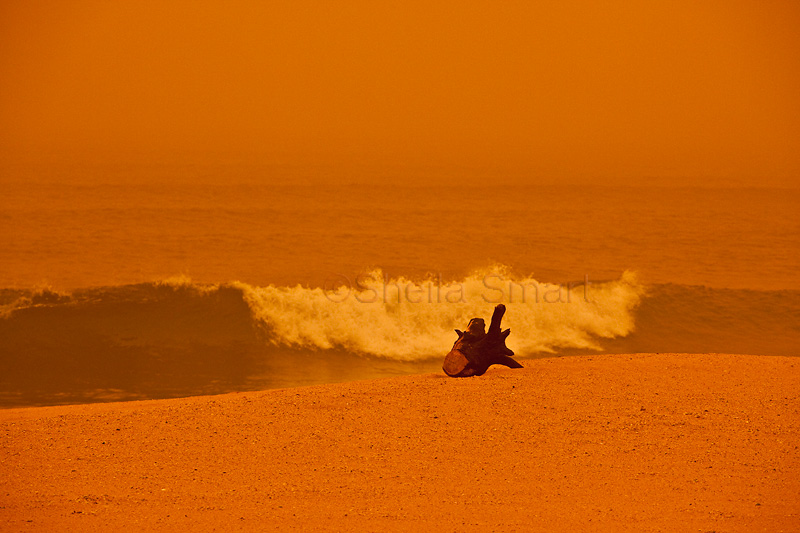 Log on beach at Palm Beach