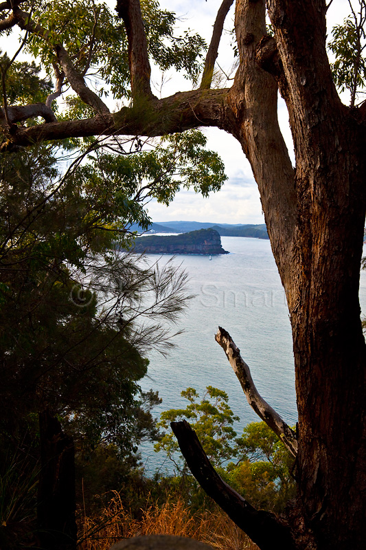 Lion Island with redgum tree