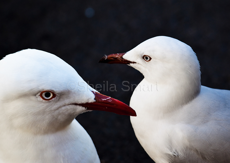 Two seagulls