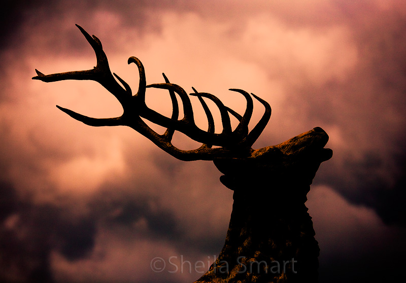 Stag