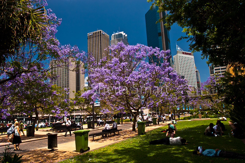 Jacaranda at Circular Quay, Sydney