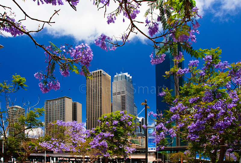 Sydneys CBD with jacaranda foreground