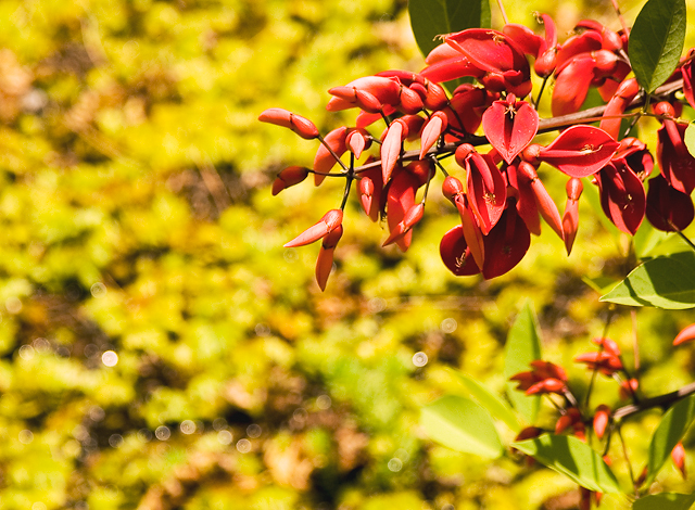 Wildflower with bokeh in Warriewood wetlands