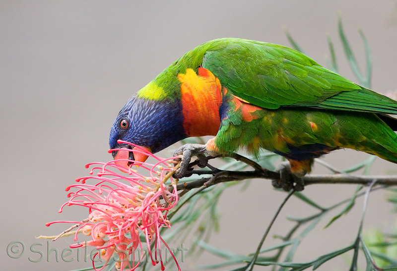 Rainbow lorikeet in grevillea