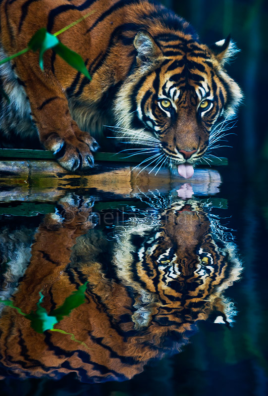 Tiger reflection