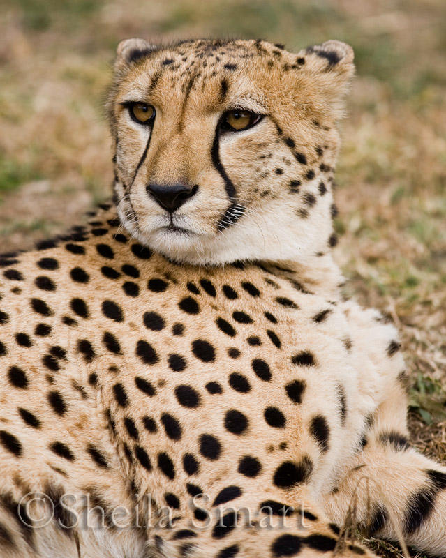 Cheetah