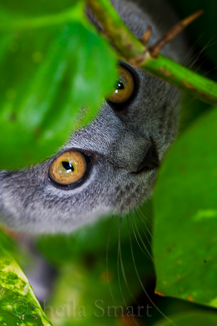 British Blue kitten looking through leaves