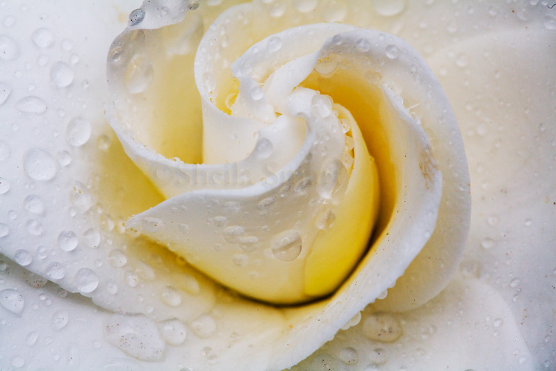 Gardenia
