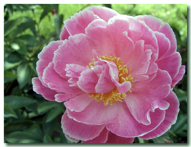Now THAT'S A Peony!