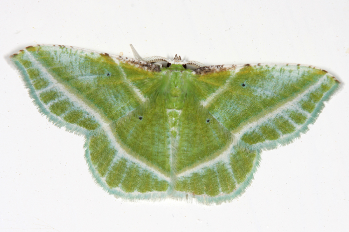 7053 -- Showy Emerald Moth -- Dichorda iradaria