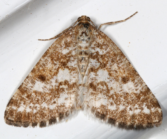 6639-Sharp-lined Powder Moth -- Eufidonia discospilata