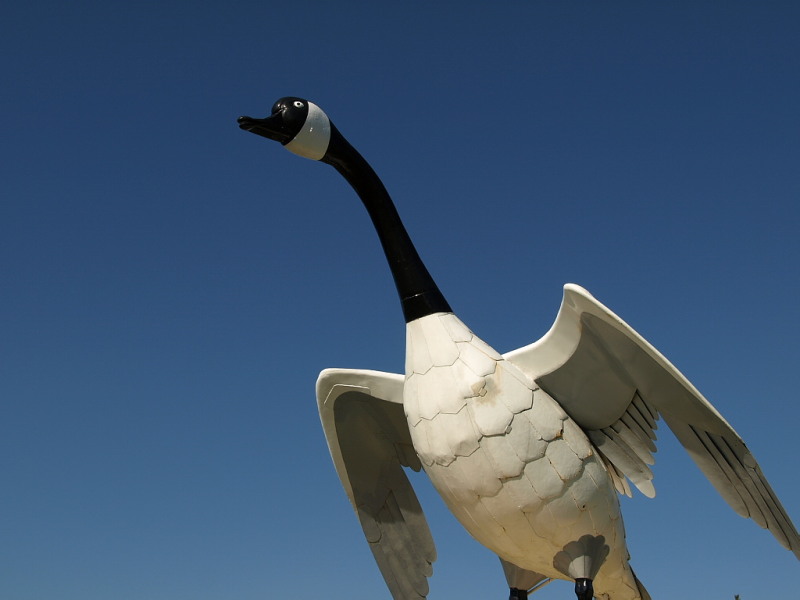 The goose at Wawa