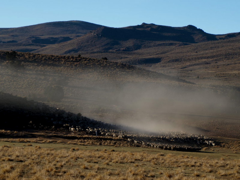 Steaming pile of sheep