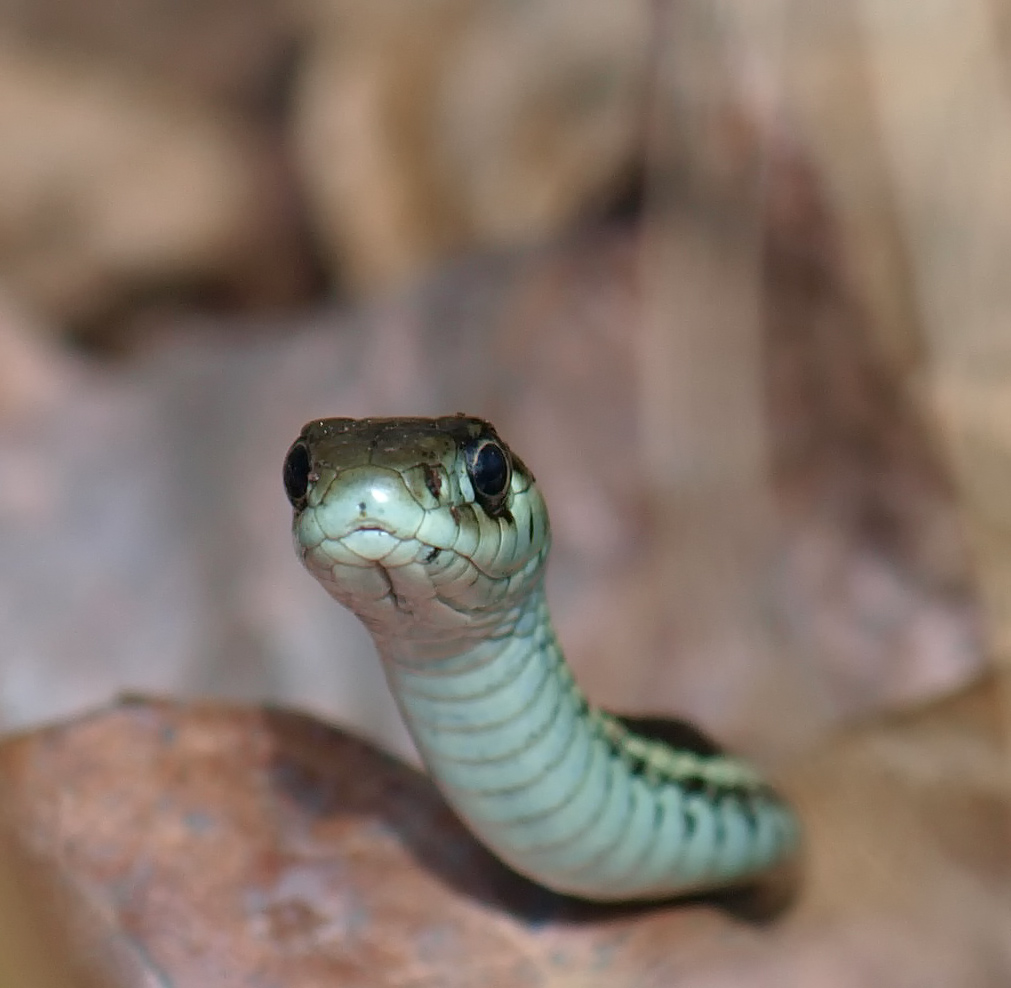 Garter Snake