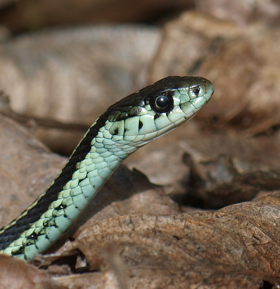 Garter Snake