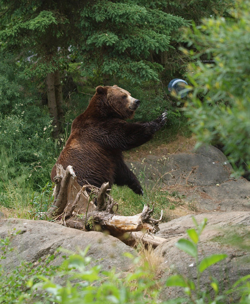 never got the food in the bear proof can