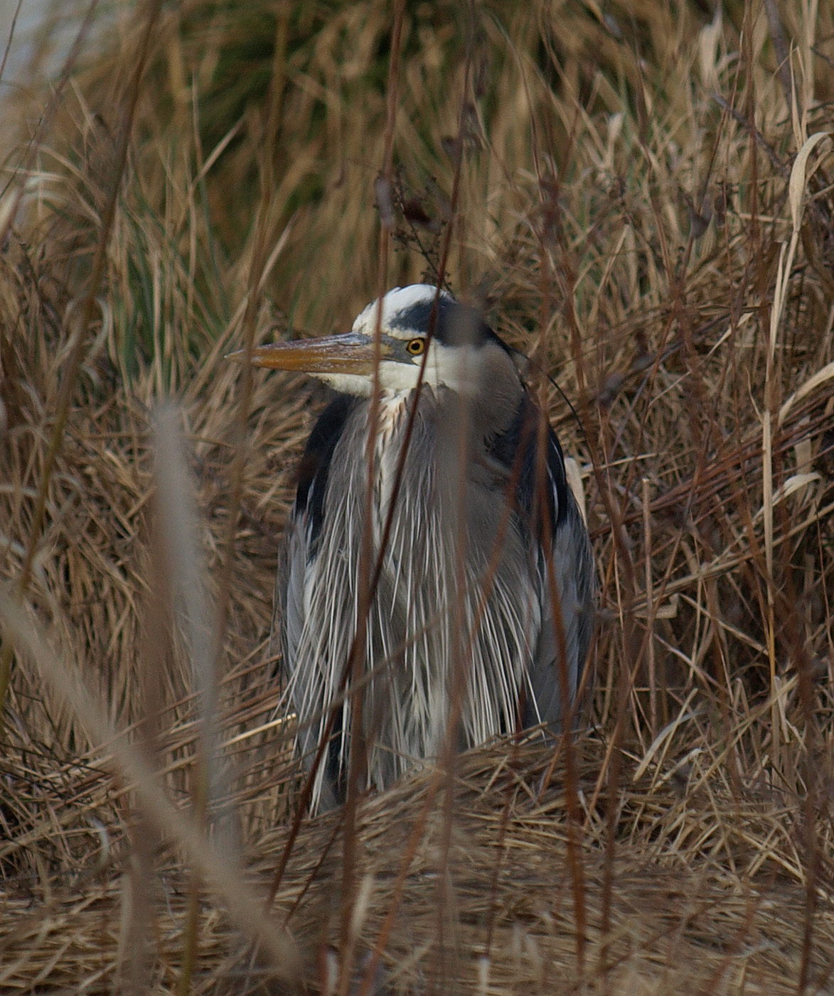 GBH_212mm