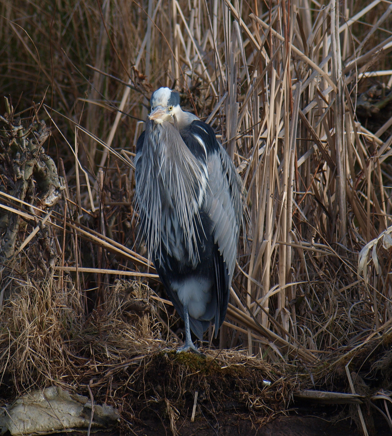 GBH_300mm