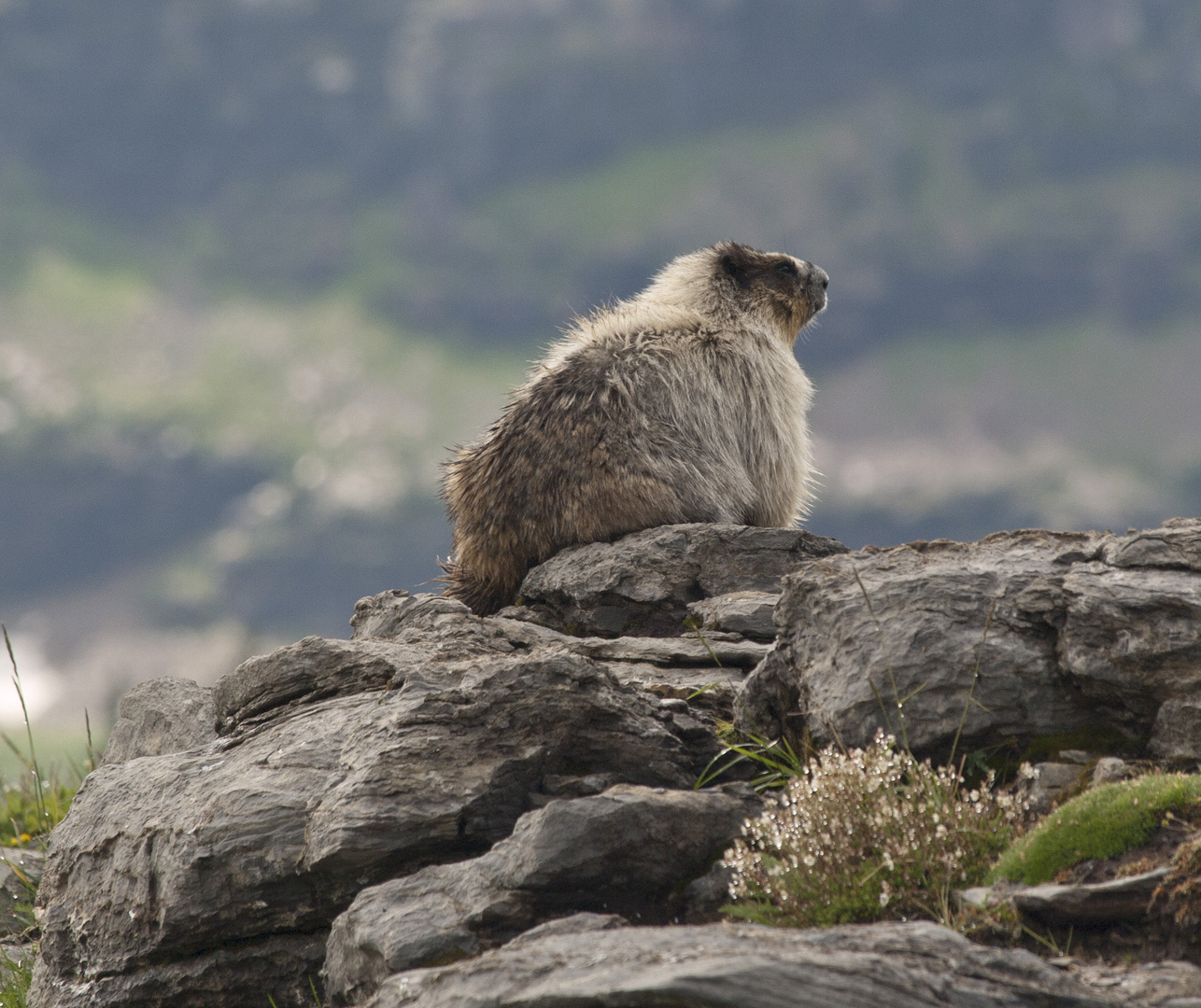 glacierNP_10_032.JPG