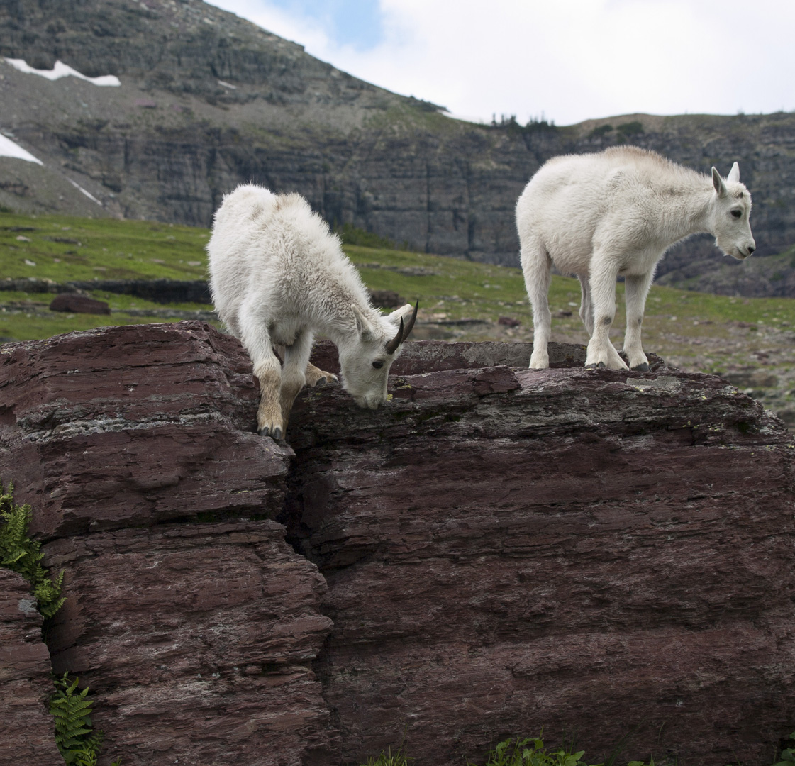 glacierNP_10_051.JPG