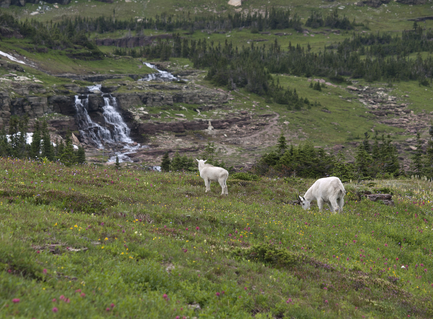 glacierNP_10_054.JPG