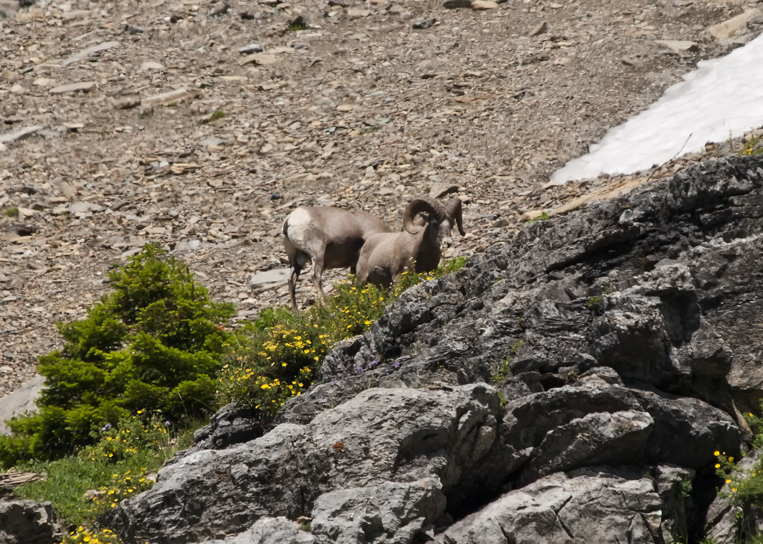 glacierNP_10_124.JPG